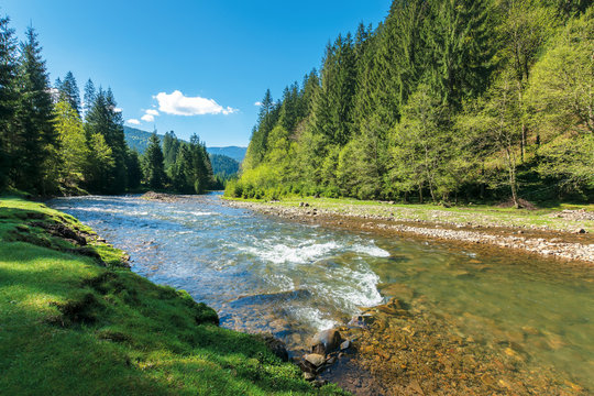 rapid mountain river in spruce forest. wonderful sunny morning in springtime. grassy river bank and rocks on the shore. waves above boulders in the water. beautiful nature scenery