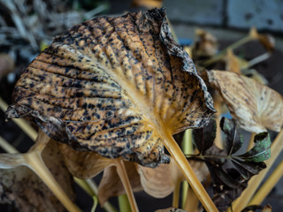 OLYMPUS DIGITAL CAMERA - HOSTA