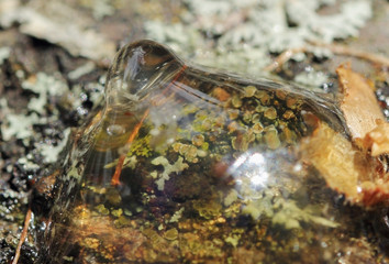 Solid amber resin on a cherry tree trunk