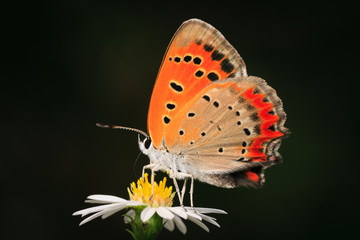 Orange colored butterfly collecting honey