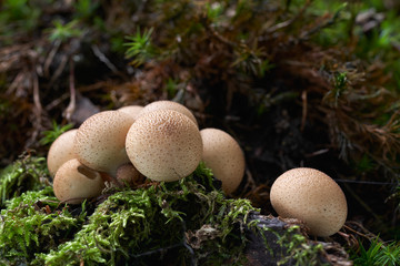 Edible mushroom Lycoperdon pyriforme in the beech forest. Also known as pear-shaped puffball or stump puffball. Mushrooms on the wood. Autumn time in the forest.