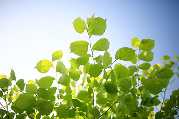 green branches leaves background / abstract view seasonal summer forest, foliage green, eco concept