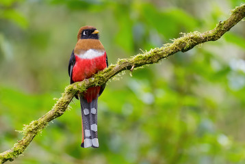 Collared Trogon - Trogon collaris, beautiful colored bird from Andean slopes of South America, Guango lodge, Ecuador.