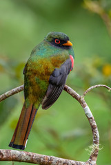Collared Trogon - Trogon collaris, beautiful colored bird from Andean slopes of South America, Guango lodge, Ecuador.
