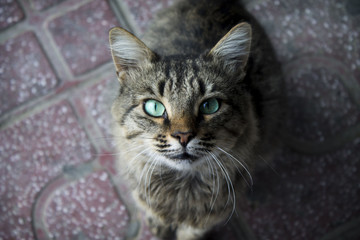 Chestnut Blue-Eyed Street Cat Looking at the Camera