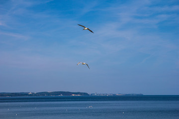 Seagulls flying against the blue sea and sky