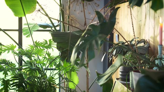 Interior of a modern scandianvian or cabin lodge style house with many green plants. Trendy bohemian ecletic style interior. Camera slowly tracking, shot in 4K