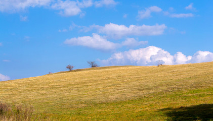 summer agricultural landscape. panoramic view of a hilly field under a blue cloudy sky.