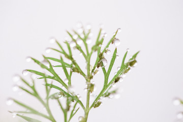 Green grass after rain with drops of water. Morning dew. Dill herb macro close up view. 