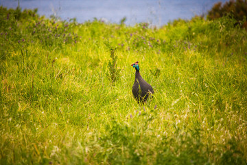 Guineafowl looking for danger in a grass meadow at sunset with the ocean in the background.