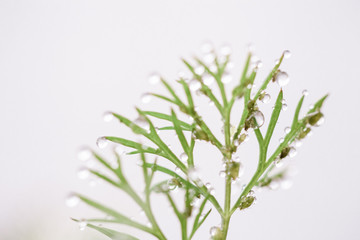 Obraz premium Green grass after rain with drops of water. Morning dew. Dill herb macro close up view. 