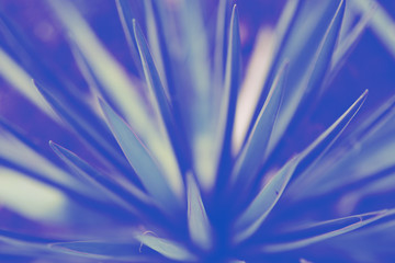Naklejka premium Blurred floral background, blue neon glow, ultraviolet