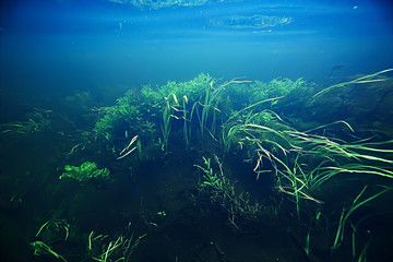 algae in the ocean underwater photo / landscape ecosystem of the ocean, green algae underwater