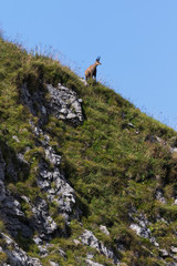 Fototapeta premium Chamois (Rupicapra rupicapra)
