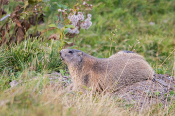 Naklejka na ściany i meble Alpine marmot (Marmota marmota)