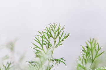 Green grass after rain with drops of water. Morning dew. Dill herb macro close up view. 
