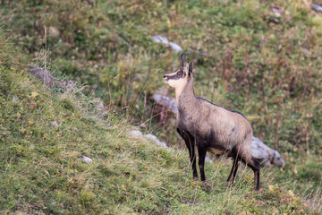 Chamois (Rupicapra rupicapra)