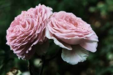 Pink rose