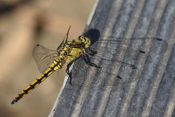 libellule 2