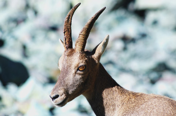 Alpine ibex - Capra ibex 