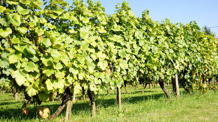 vite - uva © Stefano