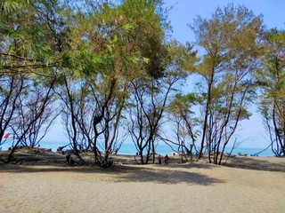 tree on the beach