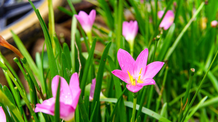 Fototapeta premium Pink flower,Rain Lily Rose, Zephyranthes Rosea, Pink Rain Lily