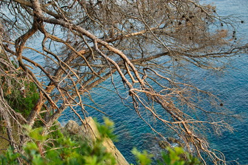 Barcelona, Spain - 18.08.2019: Beautiful tree branches on a background of blue sea