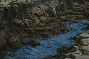 Fototapeta na wymiar River in a canyon. Steep canyon with gorge rocky walls. Rocks.