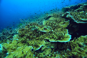 underwater scene / coral reef, world ocean wildlife landscape