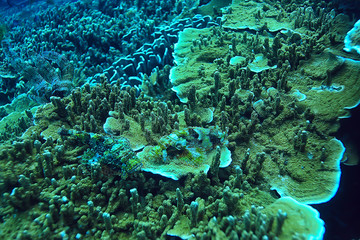 underwater sponge marine life / coral reef underwater scene abstract ocean landscape with sponge
