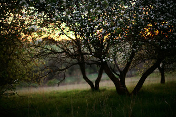 Fototapeta premium tender spring flowers background / beautiful picture of flowering branches