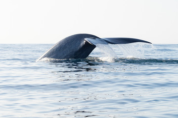 Fototapeta premium Blue Whale Tail with Water Dripping Off