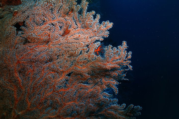 marine ecosystem underwater view / blue ocean wild nature in the sea, abstract background