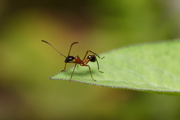 Ant walking on a leaf