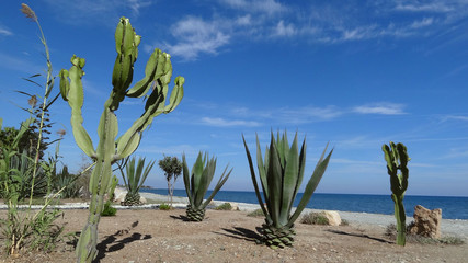 Cacti on the seashore close up.