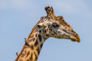 Masai giraffe (Giraffa camelopardalis tippelskirchi) and Red-billed oxpeckers, animal portrait, Masai Mara National Reserve, Kenya