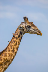 Masai giraffe (Giraffa camelopardalis tippelskirchi) and Red-billed oxpeckers, animal portrait, Masai Mara National Reserve, Kenya