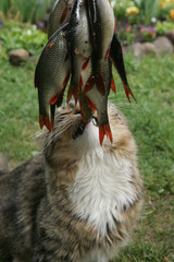 A gray domestic cat looks at a lot of small fish