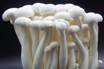 white shimeji mushrooms 