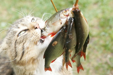 A gray domestic cat looks at a lot of small fish