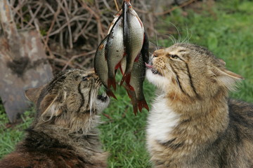 A gray domestic cat looks at a lot of small fish