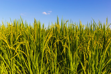 Rice field blue sky blackground