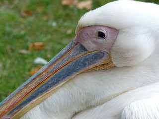portrait of a pelican