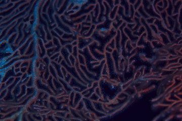 coral reef macro / texture, abstract marine ecosystem background on a coral reef