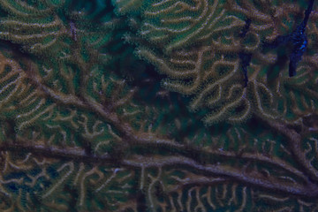 coral reef macro / texture, abstract marine ecosystem background on a coral reef