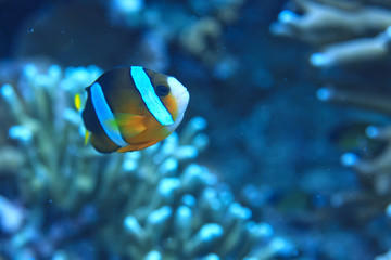coral reef underwater / lagoon with corals, underwater landscape, snorkeling trip