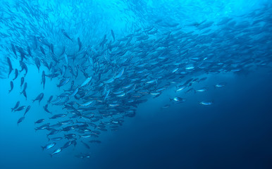 Fototapeta na wymiar underwater world / blue sea wilderness, world ocean, amazing underwater
