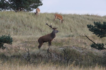 Deer on the darss, mecklenburg  pomerania, Germany