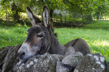 donkey in a field